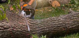 Fridley, MN Tree Services Company