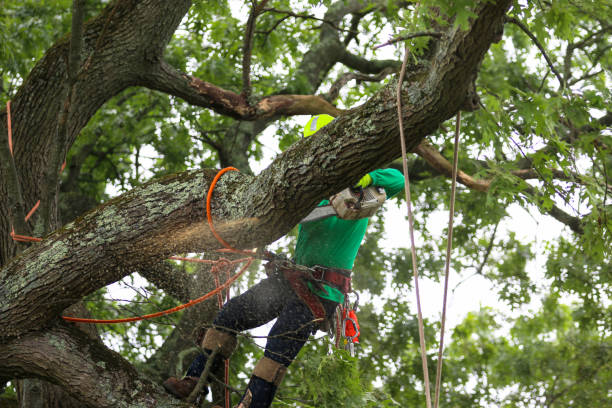 Best Seasonal Cleanup (Spring/Fall)  in Fridley, MN