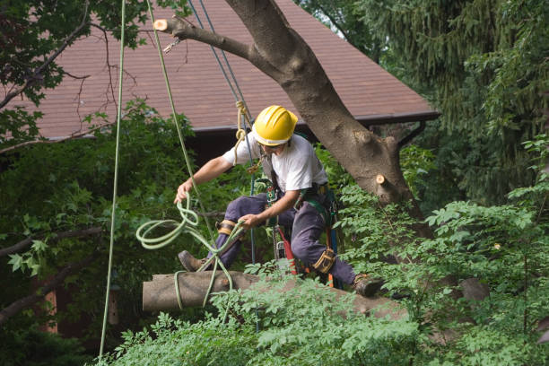 Best Root Management and Removal  in Fridley, MN