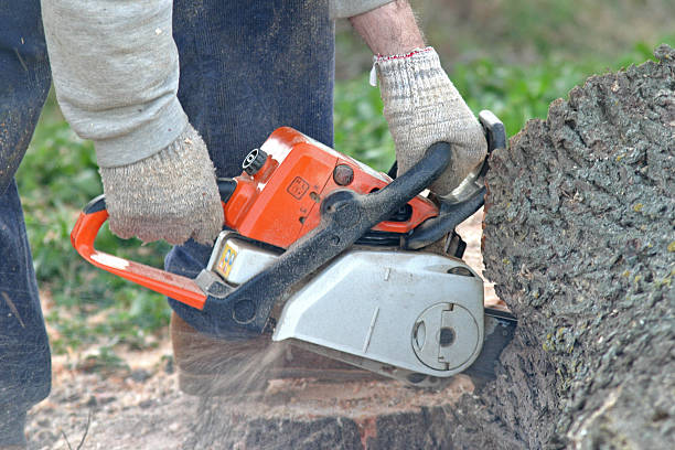 Best Tree Disease Treatment  in Fridley, MN