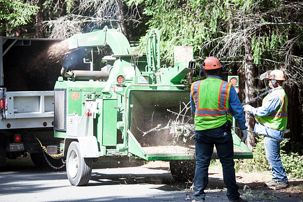 How Our Tree Care Process Works  in  Fridley, MN