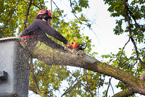 Best Tree Risk Assessment  in Fridley, MN