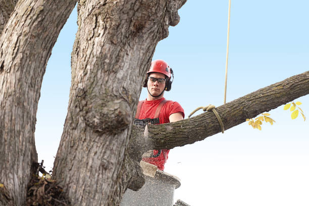 Best Stump Grinding and Removal  in Fridley, MN